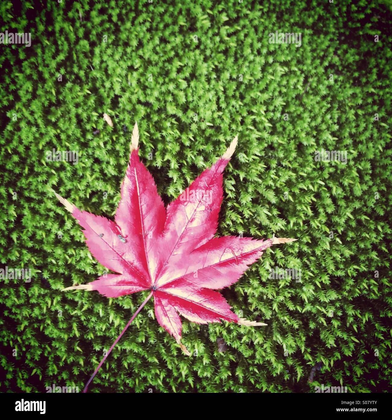 Fallen leaf of Japanese Maple in bed of mad, Kyoto, Japan - Smartphone Captured Stock Image