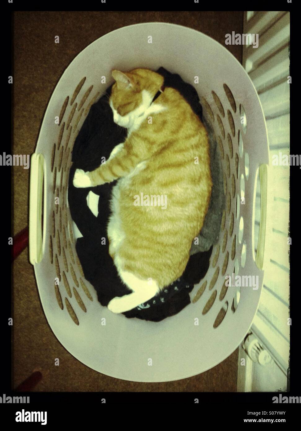 Ginger cat sleeping in a washing basket Stock Photo Alamy