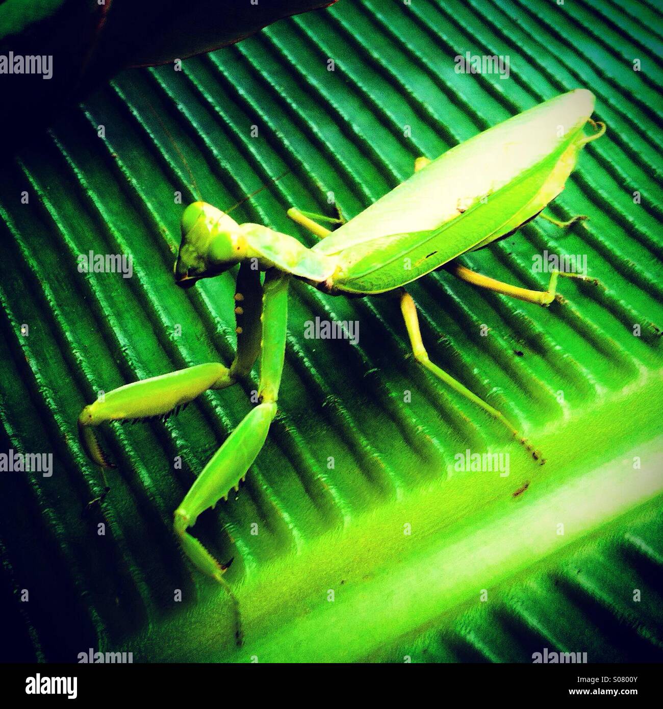 Green mantis on green leaf Stock Photo