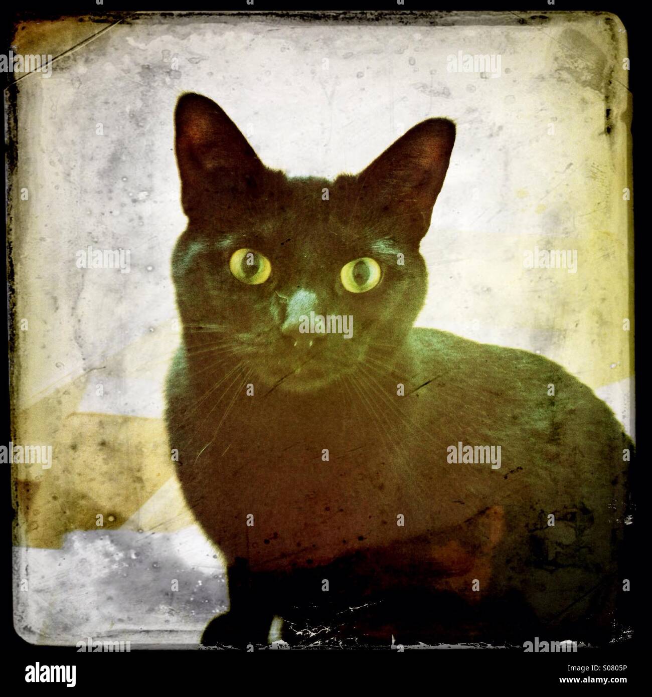Black cat staring hires stock photography and images Alamy