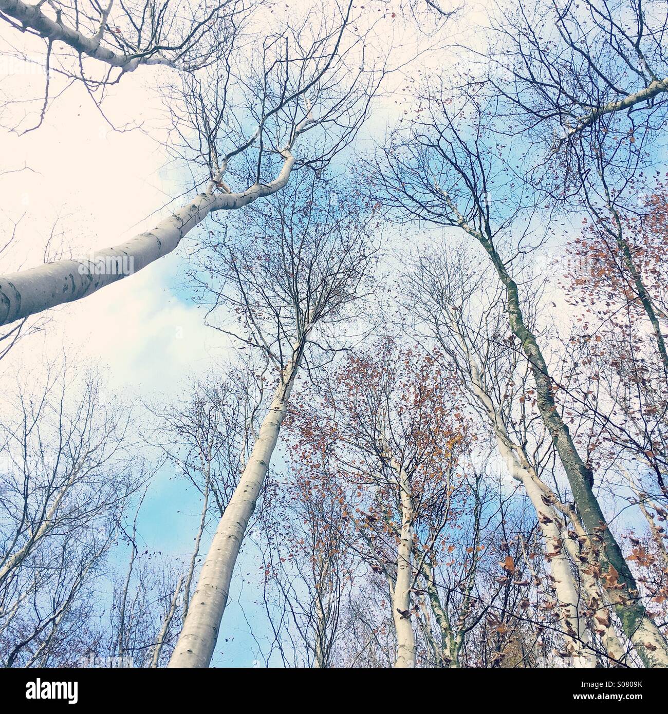 Winter tree canopy and sky - Smartphone Captured Stock Image