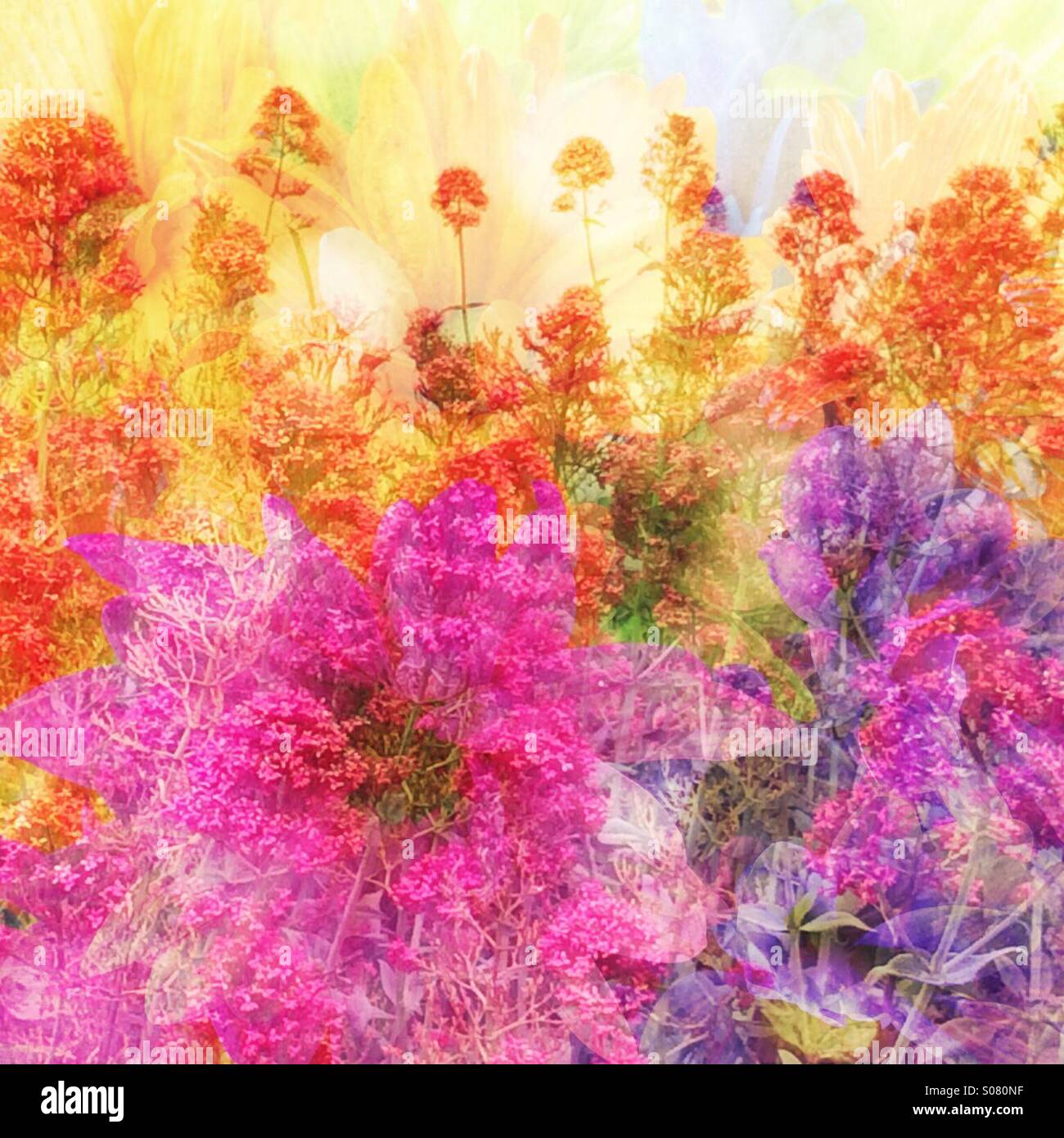 Two photos of flowers blended together. - Smartphone Captured Stock Image