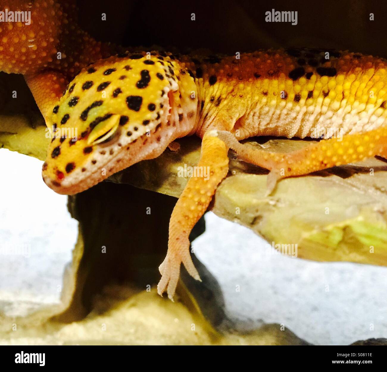 Leopard gecko sleeping Stock Photo