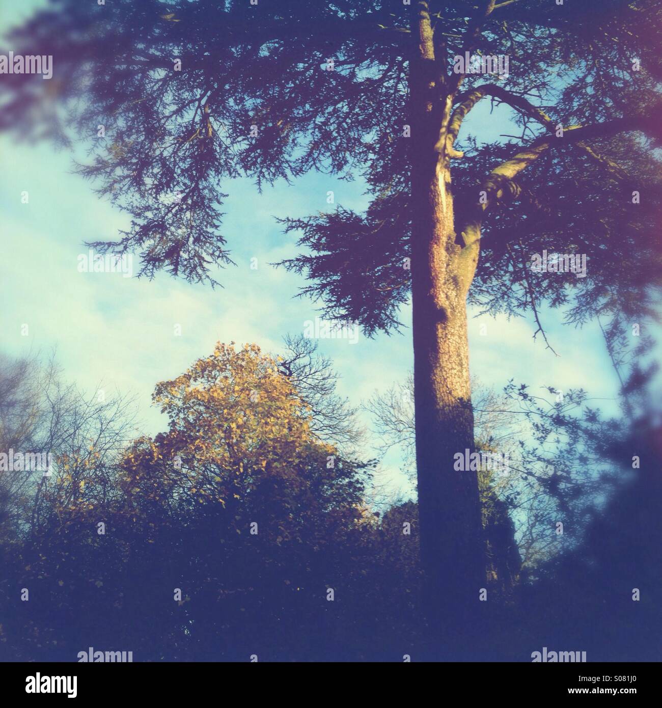Green trees sunrise hi-res stock photography and images - Alamy