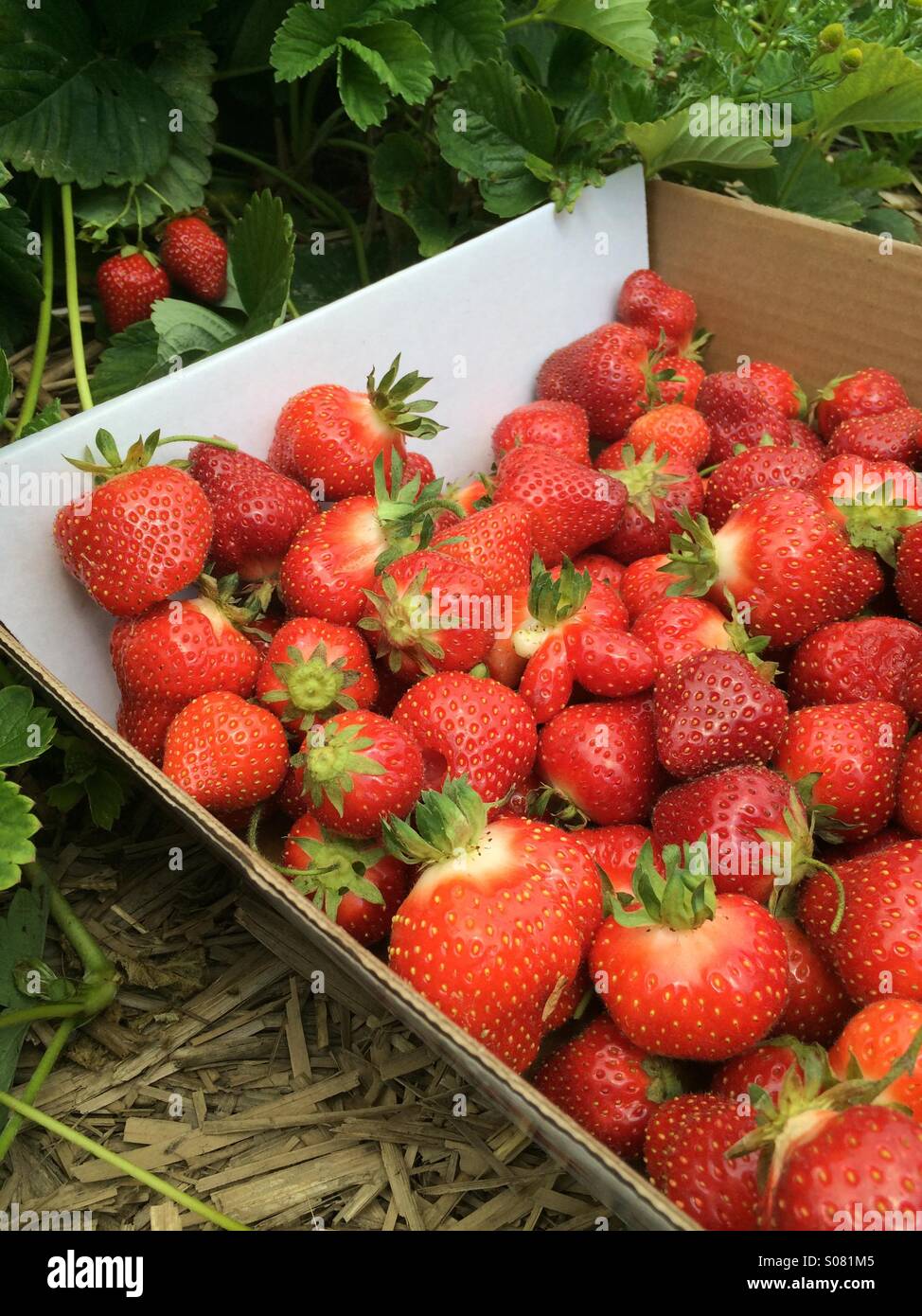 Strawberry picking. Stock Photo