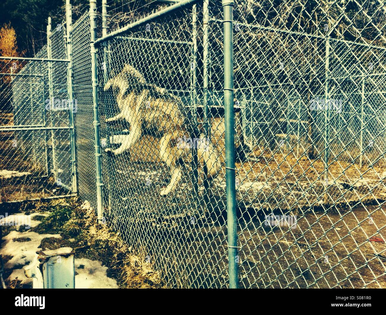 Domestic wolf/husky inside cage Stock Photo