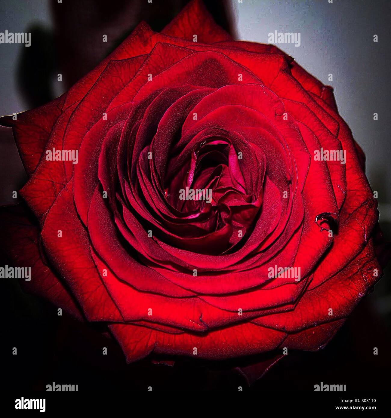 Rosa rossa hi-res stock photography and images - Alamy