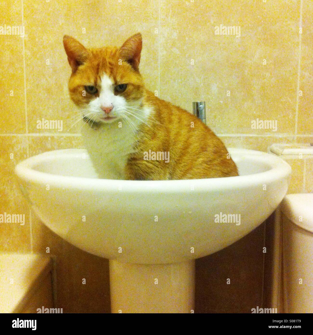 Cat sitting in sink hires stock photography and images Alamy