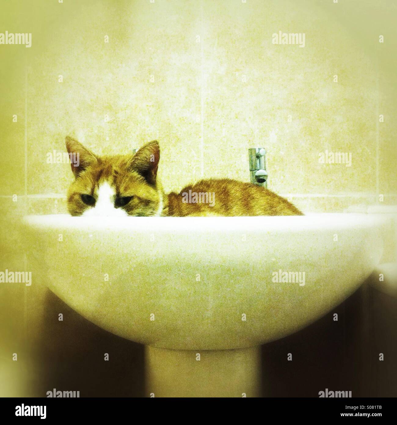 Pet cat hiding in a bathroom basin Stock Photo Alamy