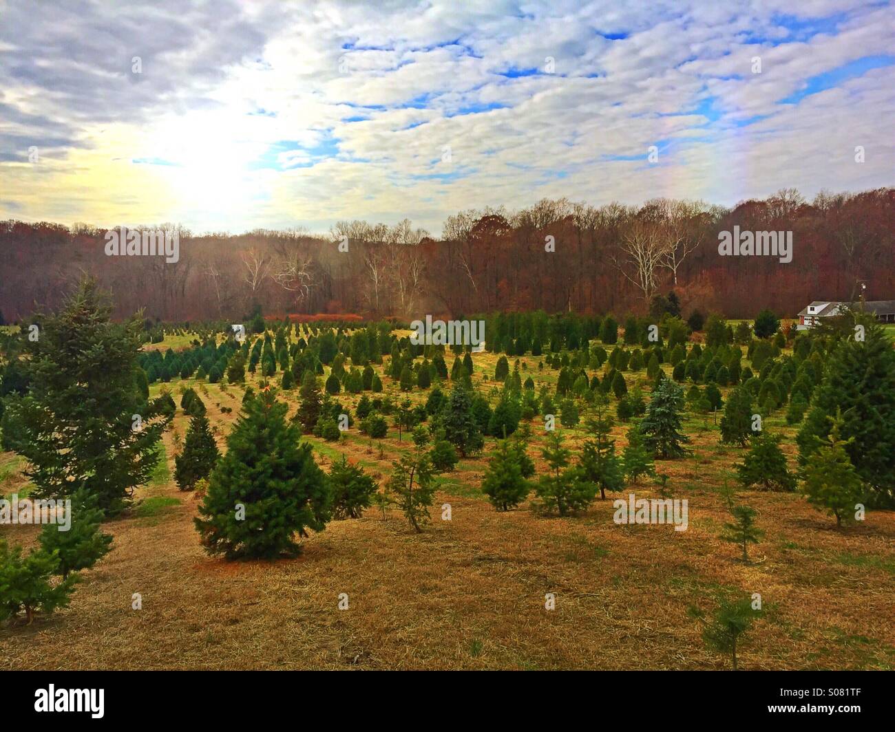 A beautiful sunny day at Frostee Christmas Tree Farm in Perry Hall