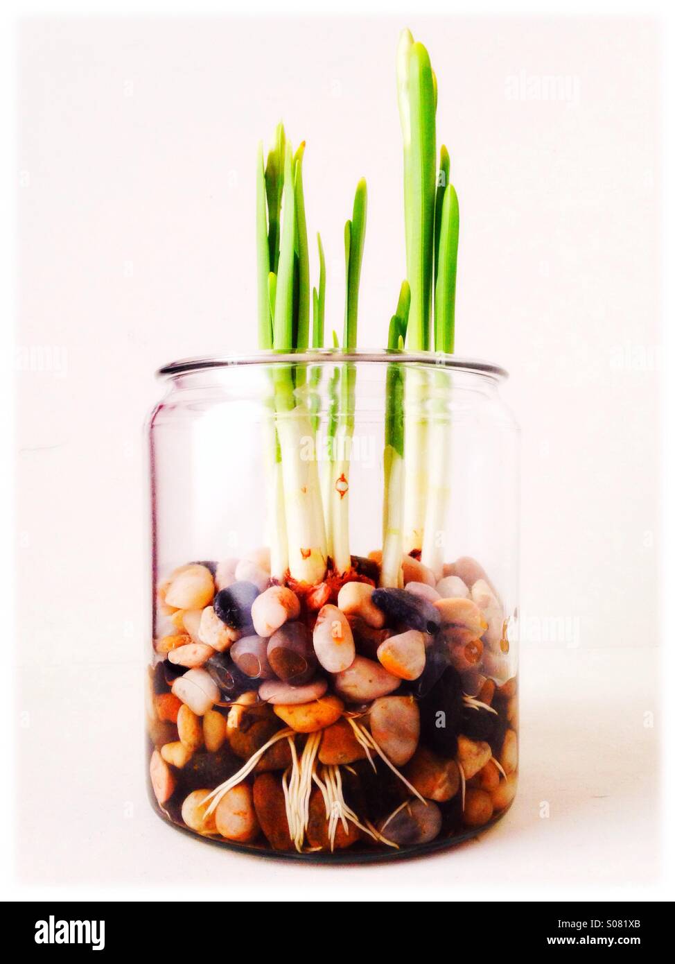 Bulbs growing hires stock photography and images Alamy