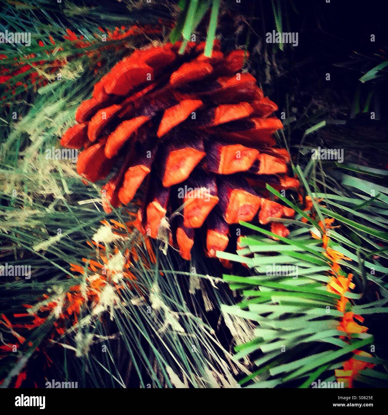 Pine cone in xmas tree Stock Photo