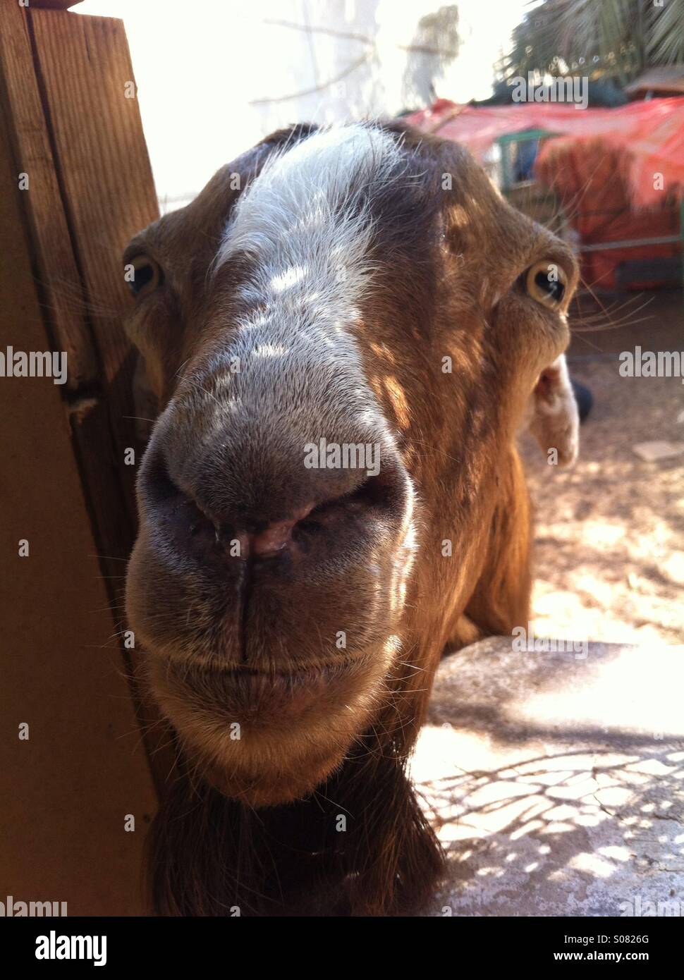 Goat slaughter hires stock photography and images Alamy