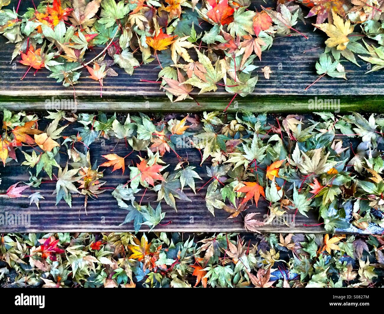 Fall leaves on stairs - Smartphone Captured Stock Image
