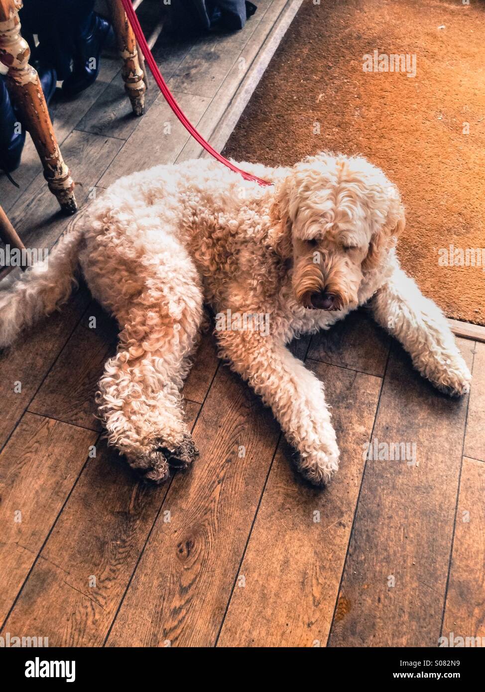 Large fluffy dog relaxing on a wooden floor in sunlight from a window. - Smartphone Captured Stock Image
