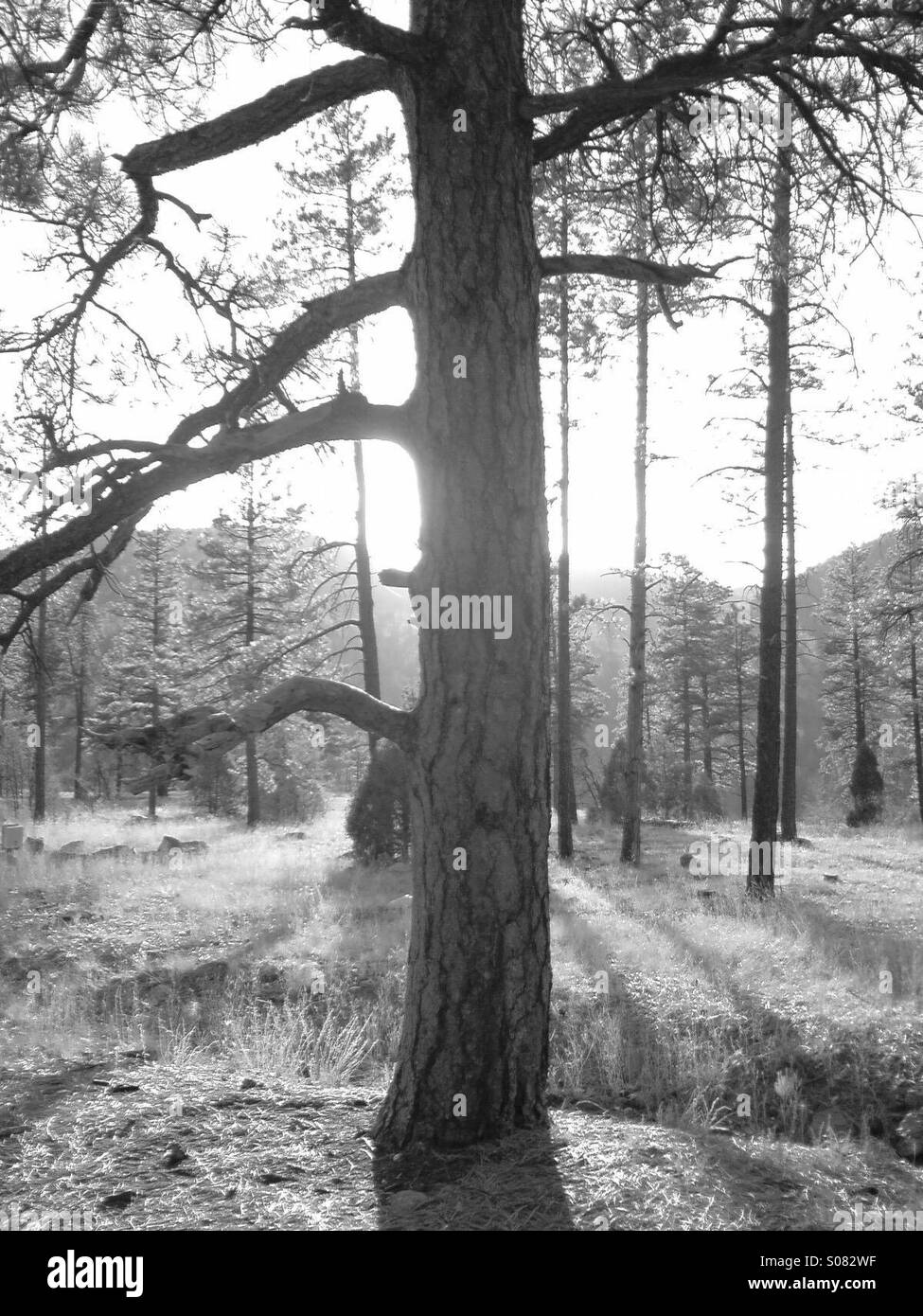 Sunlight Black and White Stock Photos & Images - Alamy