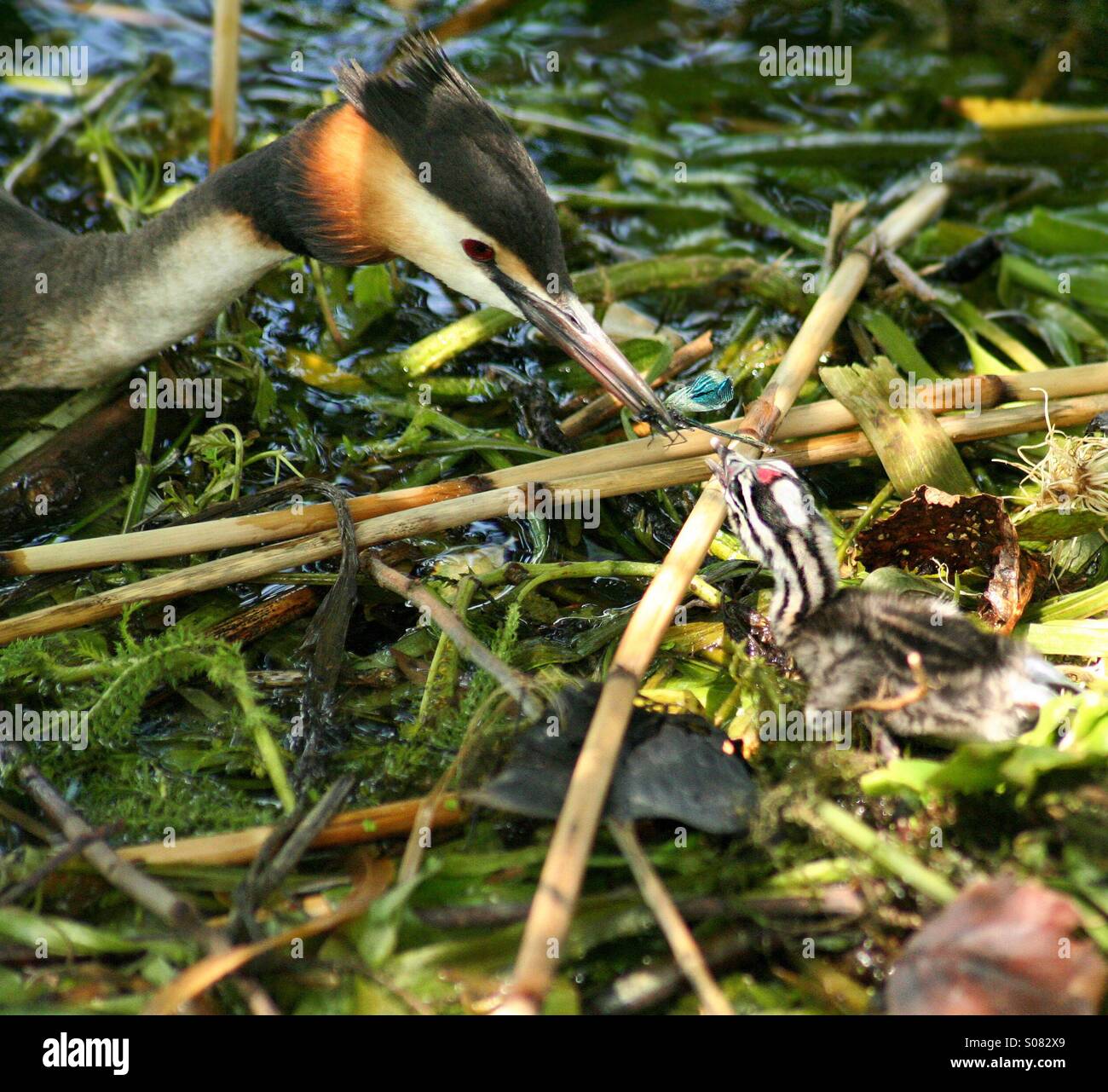 Grebe feeding young chick Stock Photo