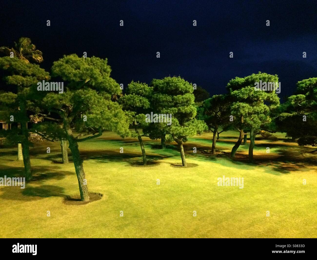 Trees in colored light, on hotel grounds, Ibusuki, Satsuma Peninsula, Kyushu, Japan - Smartphone Captured Stock Image
