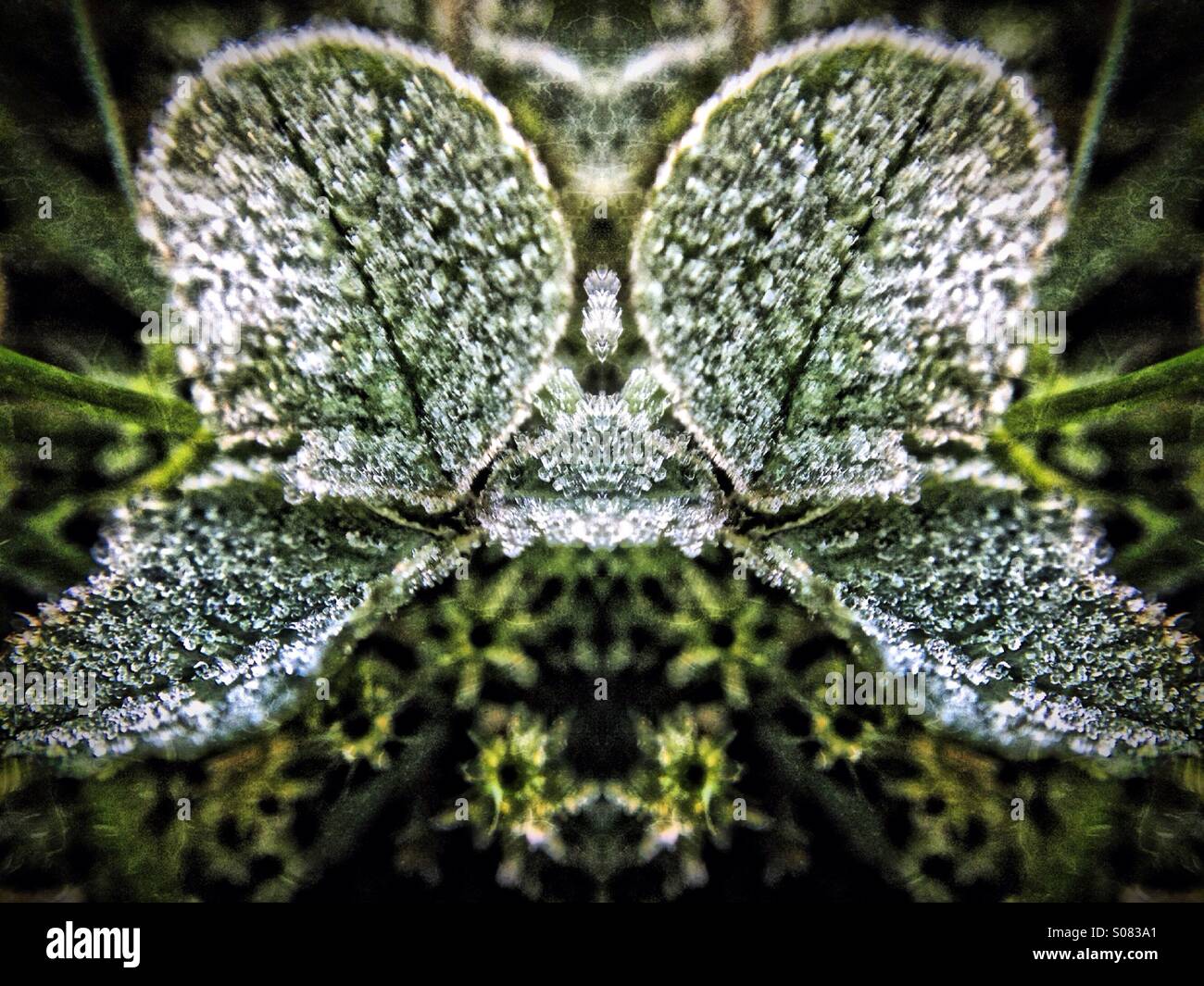 Symmetrical photo of frost on a clover leaf - Smartphone Captured Stock Image
