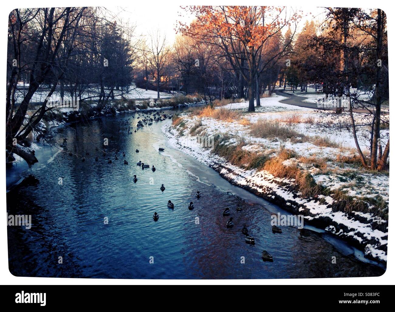 Ducks on a creek in winter in Minneapolis. Stock Photo