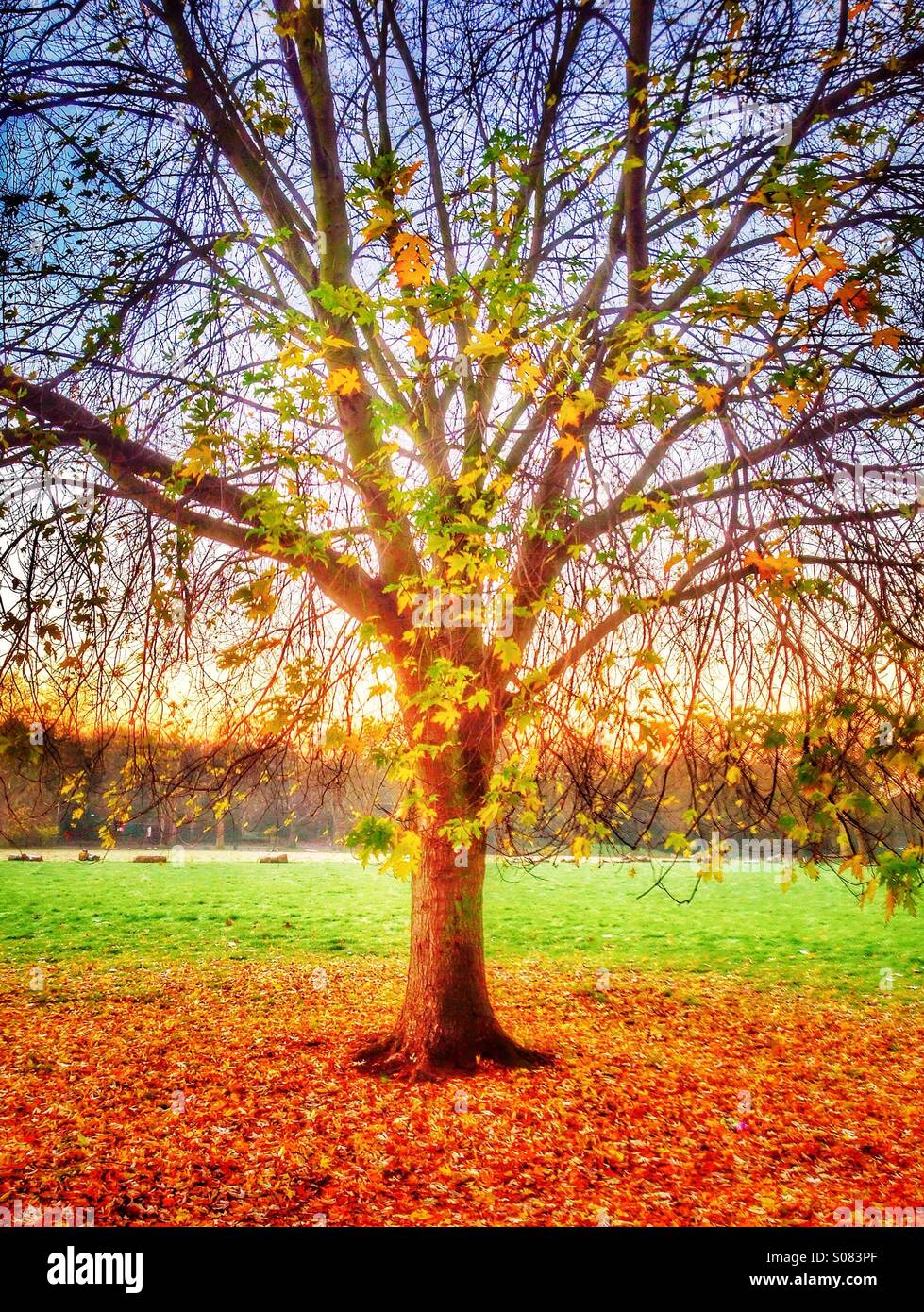 Autumn in the park - Smartphone Captured Stock Image