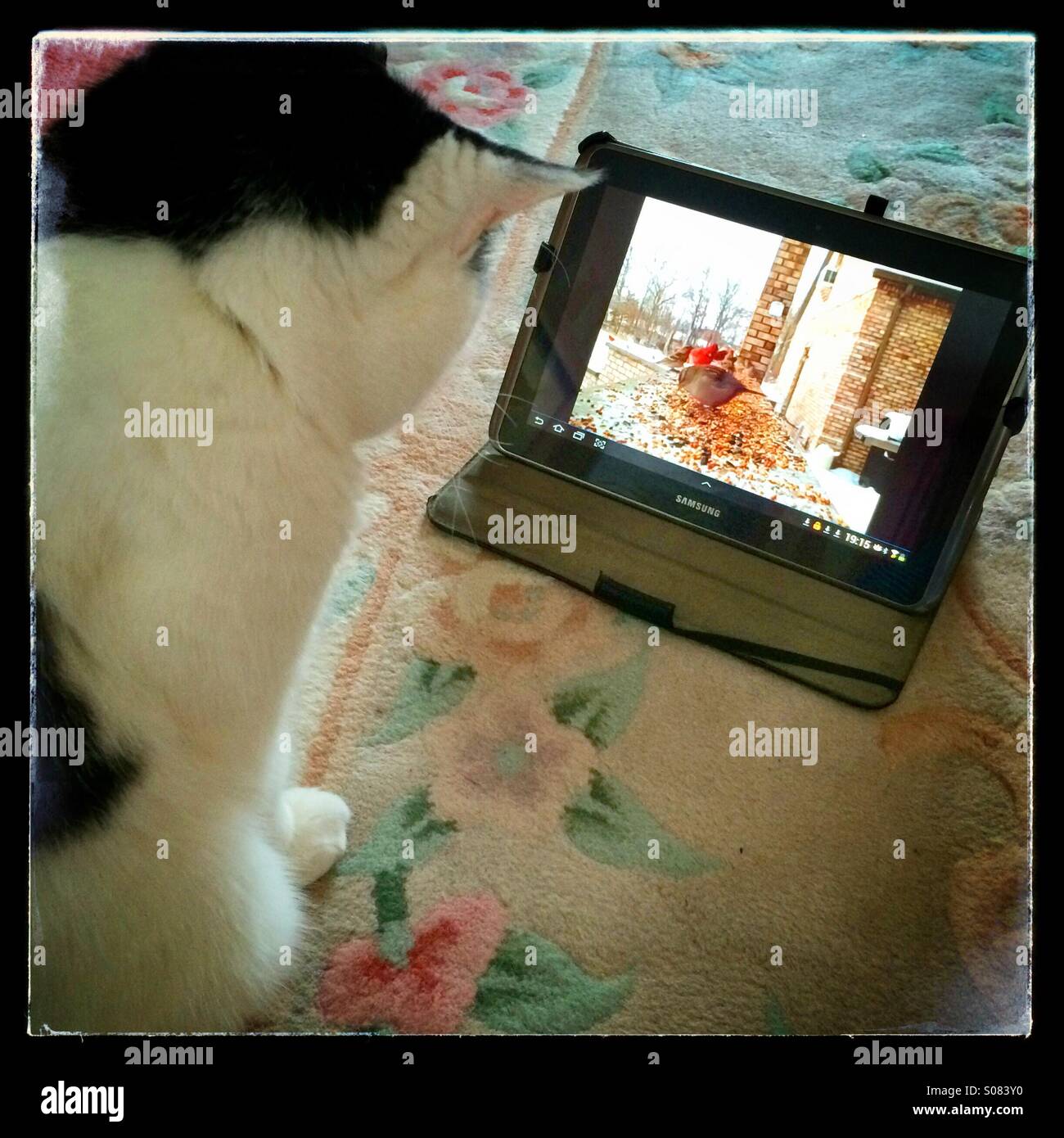 Domestic cat watching bird video on tablet Stock Photo