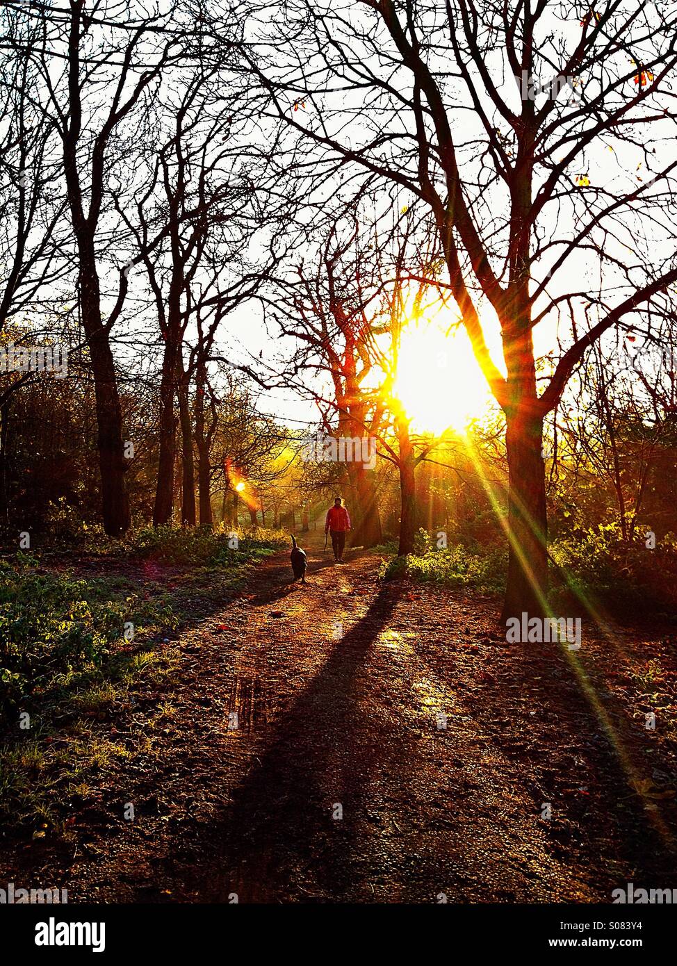 Man and dog walking along tree lined path with sun shining through trees Stock Photo