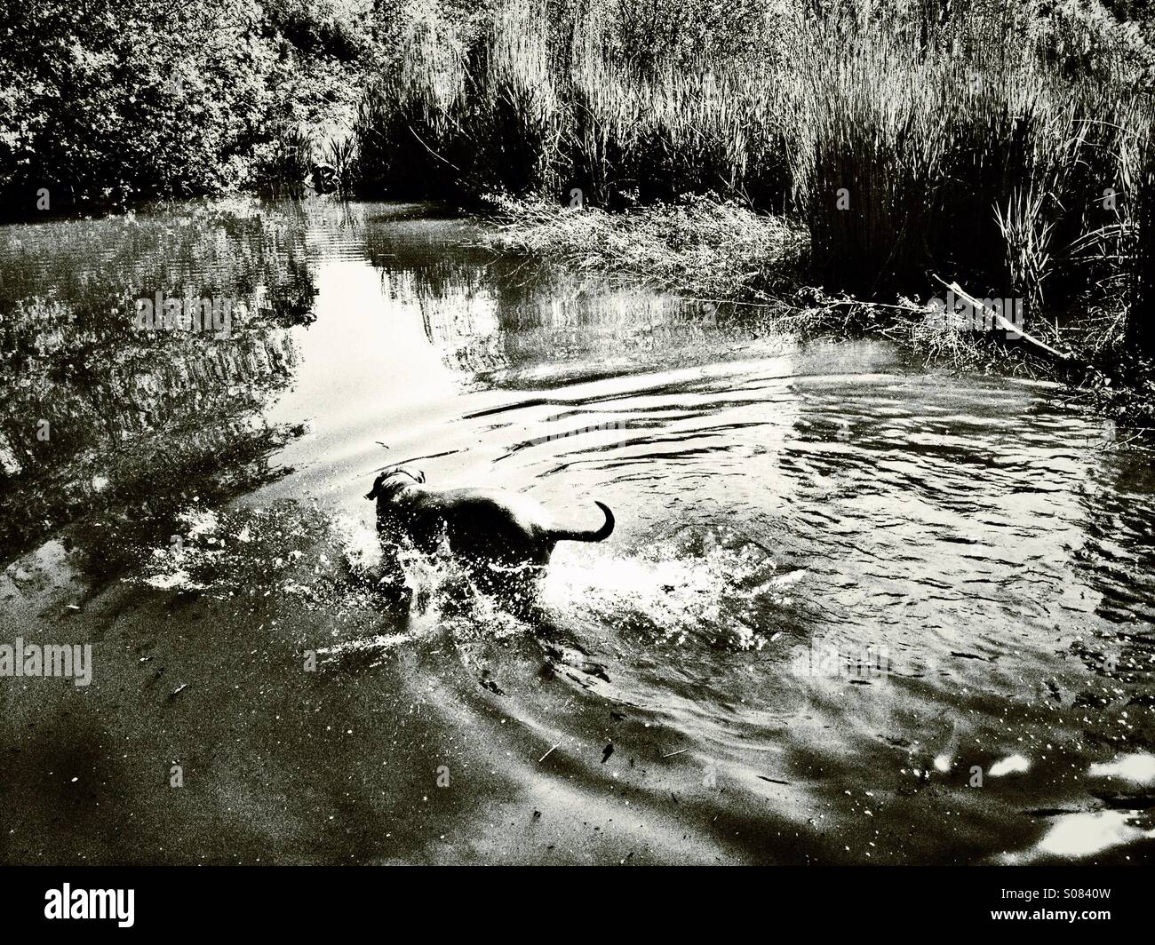 Dog in the pond Stock Photo - Alamy