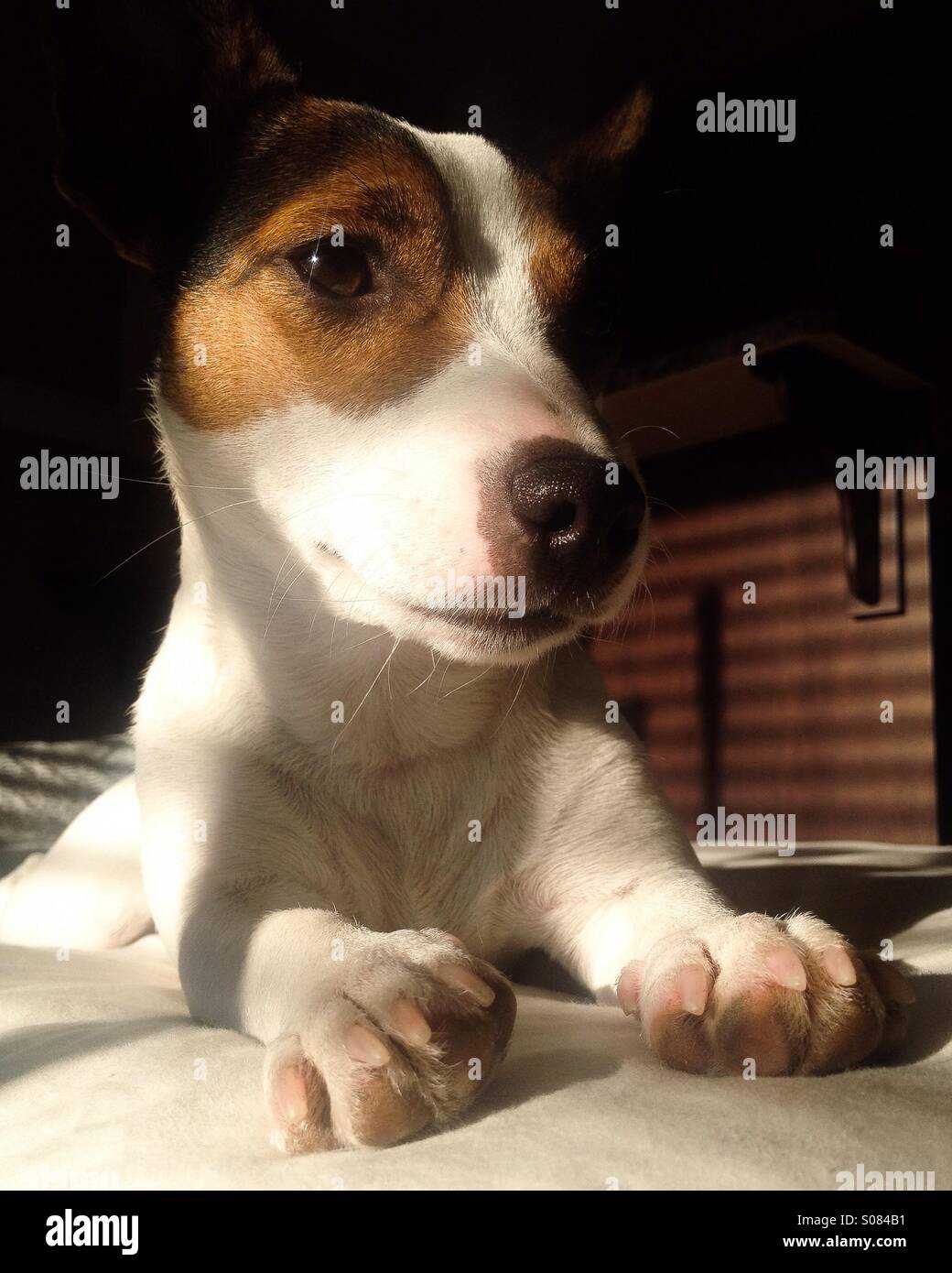 Daisy dog, 15-month-old Jack Russell Terrier, basking in the winter sun. - Smartphone Captured Stock Image