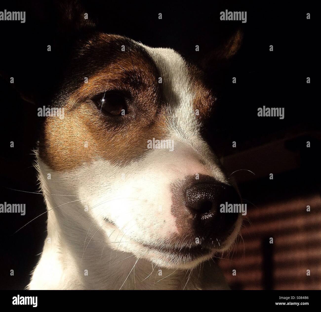 Closeup of Daisy dog (15-month-old Jack Russell Terrier). That twinkle in her eye!! Stock Photo