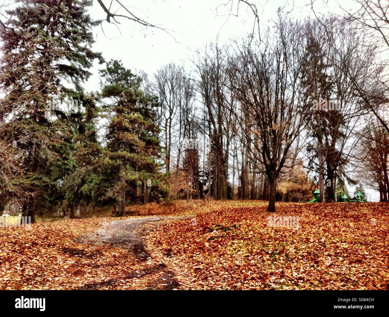 Path covered in leaves Stock Photo Alamy