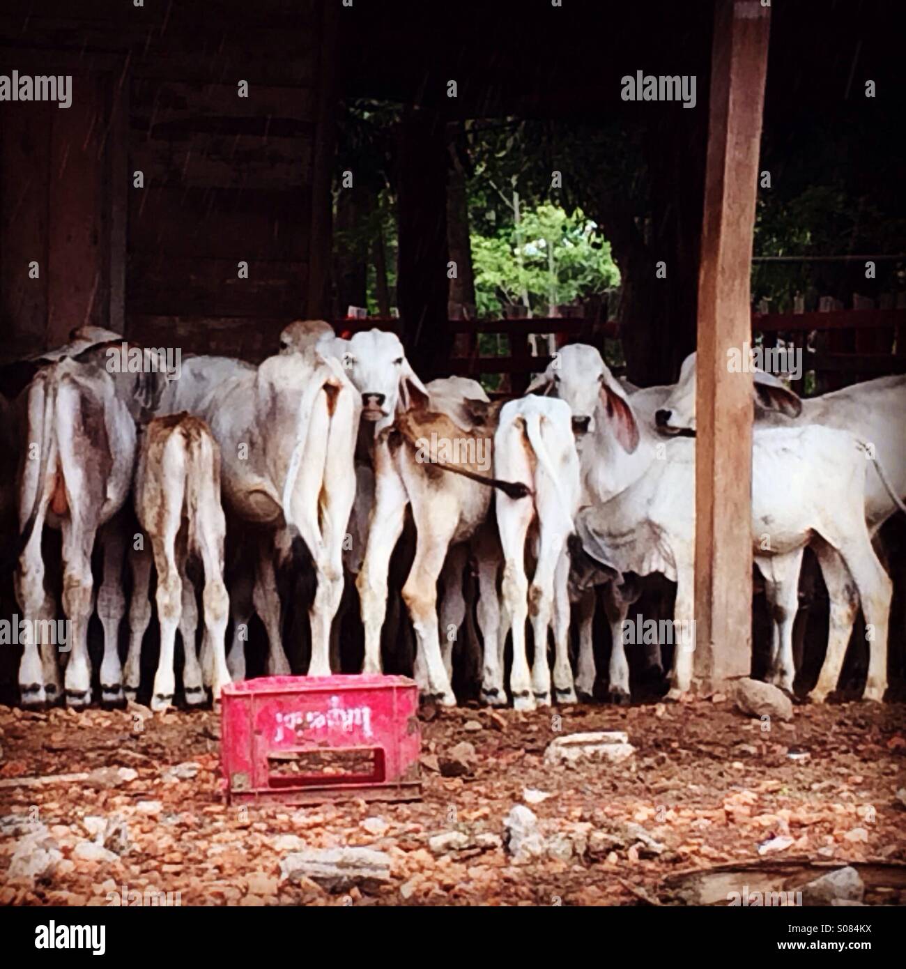 Cows in Guanacaste Costa Rica Stock Photo Alamy