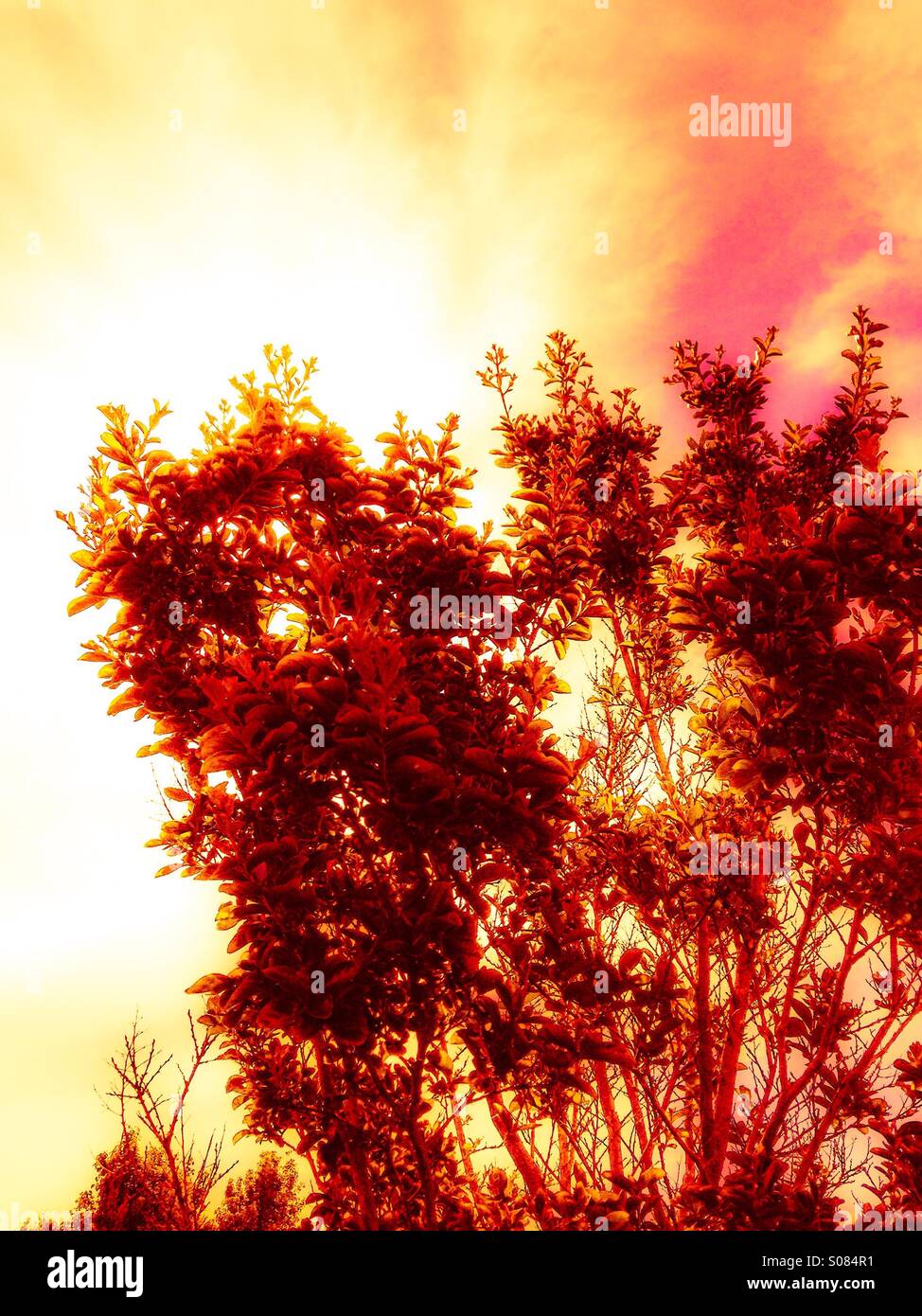 Tree branches with bright super saturation glow. Substantial digital processing. Stock Photo