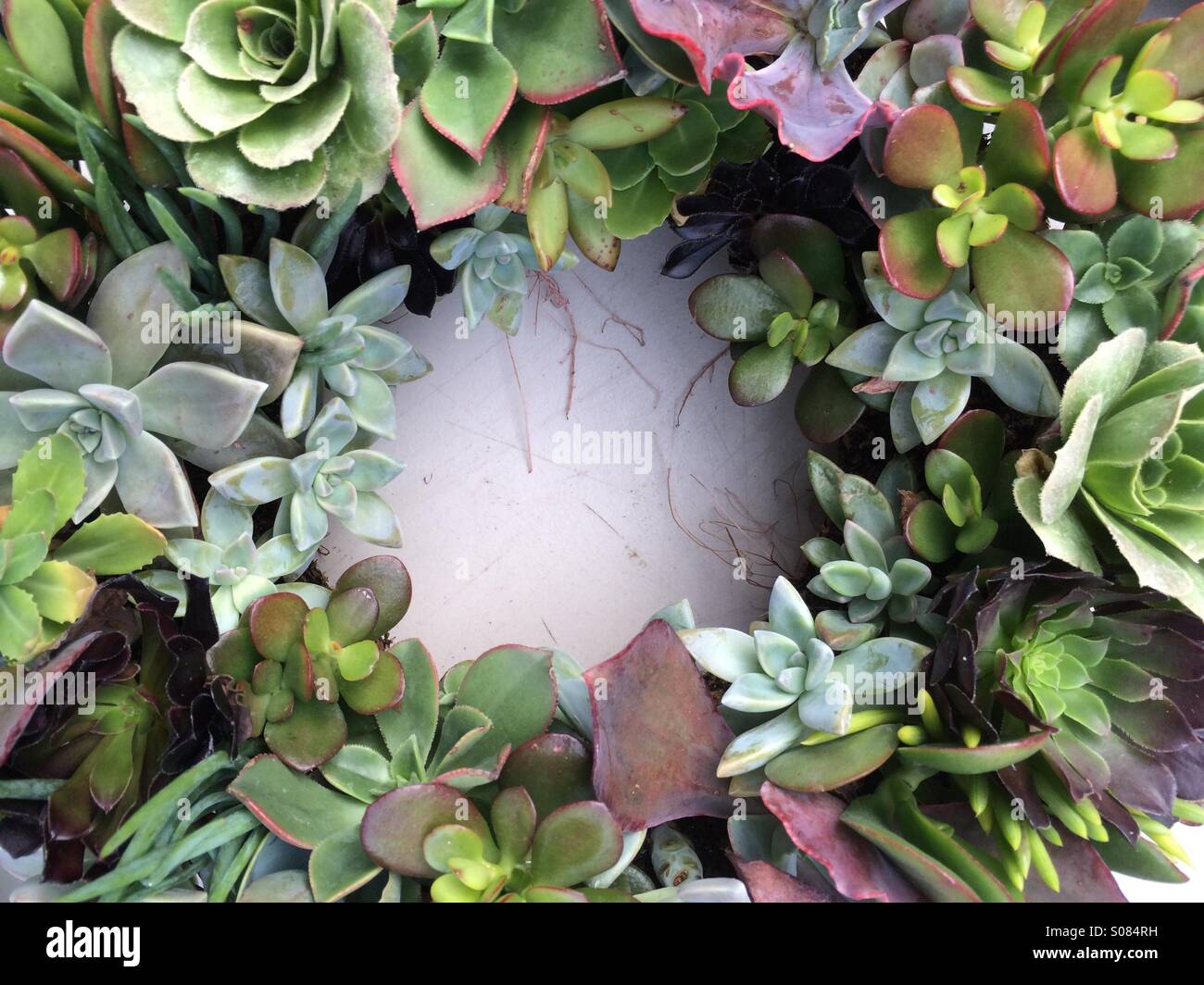 Pretty succulent frame - Smartphone Captured Stock Image