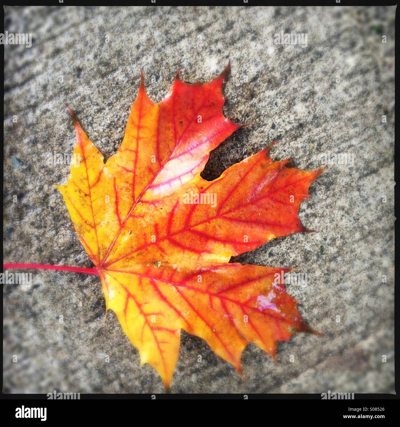 Maple Leaf - Smartphone Captured Stock Image
