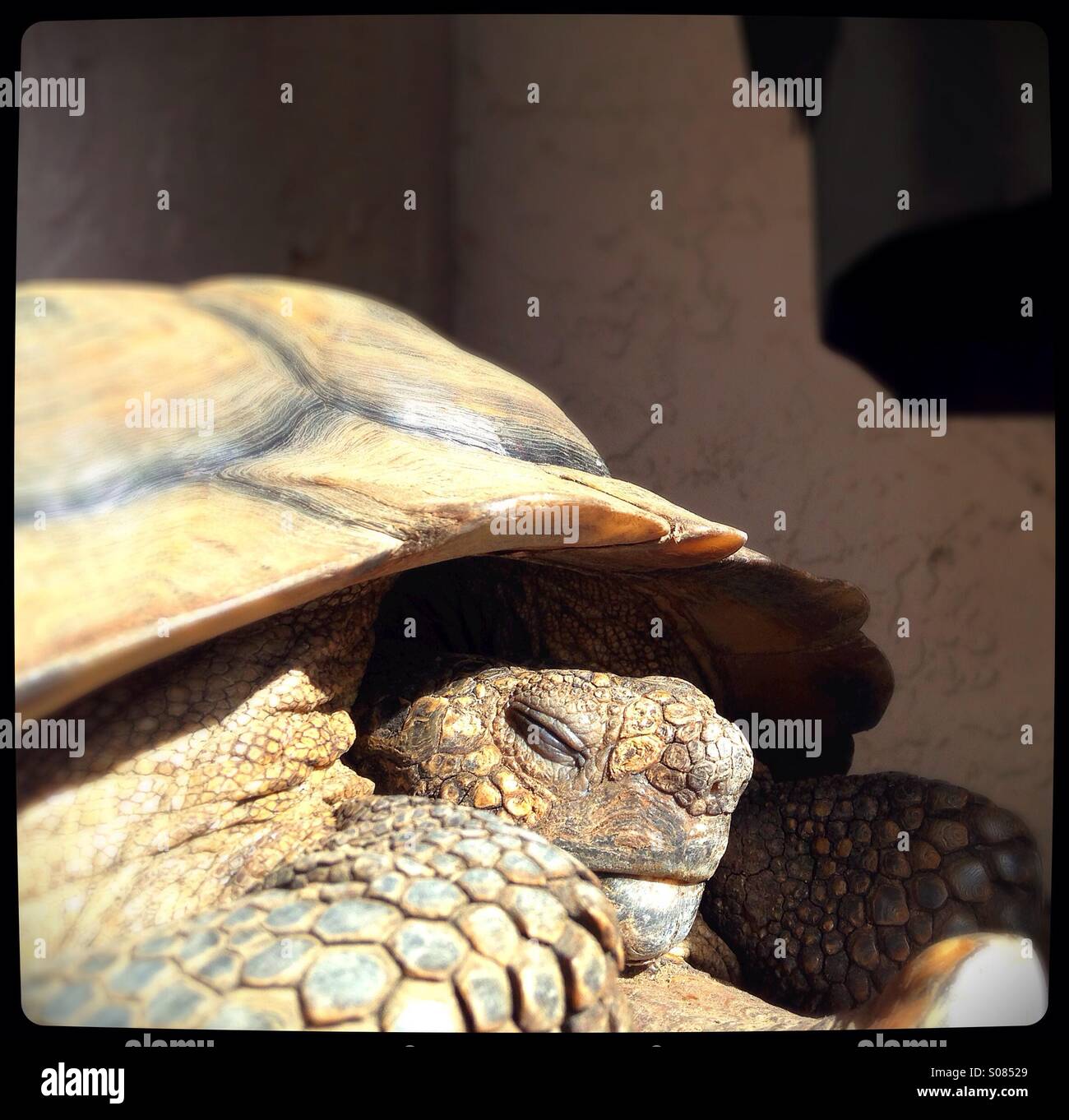 A sleeping tortoise Stock Photo Alamy