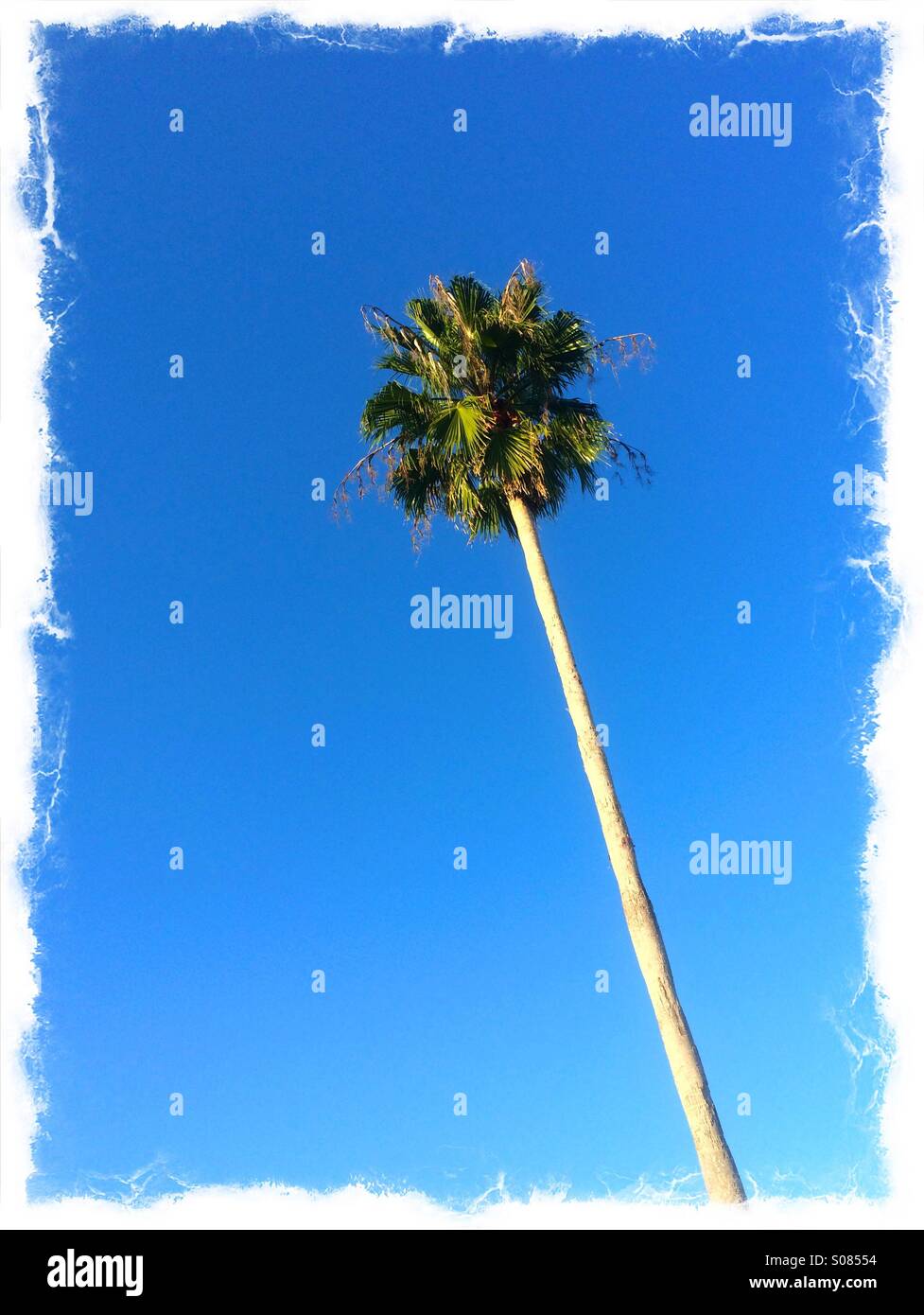 A Cabbage Palm or Sabal Palm, Florida's state tree. - Smartphone Captured Stock Image