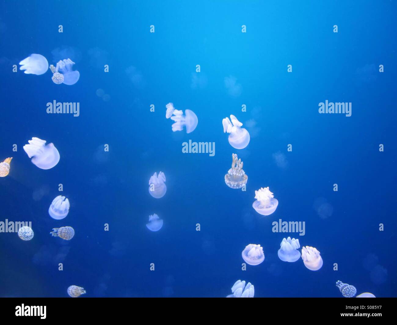 Blue Blubber Jellyfish Stock Photo
