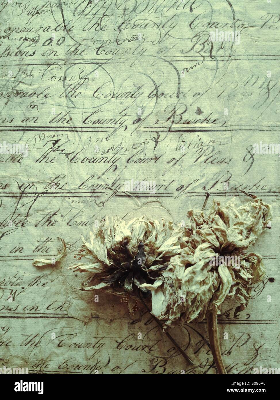Dead dahlias on vintage page - Smartphone Captured Stock Image