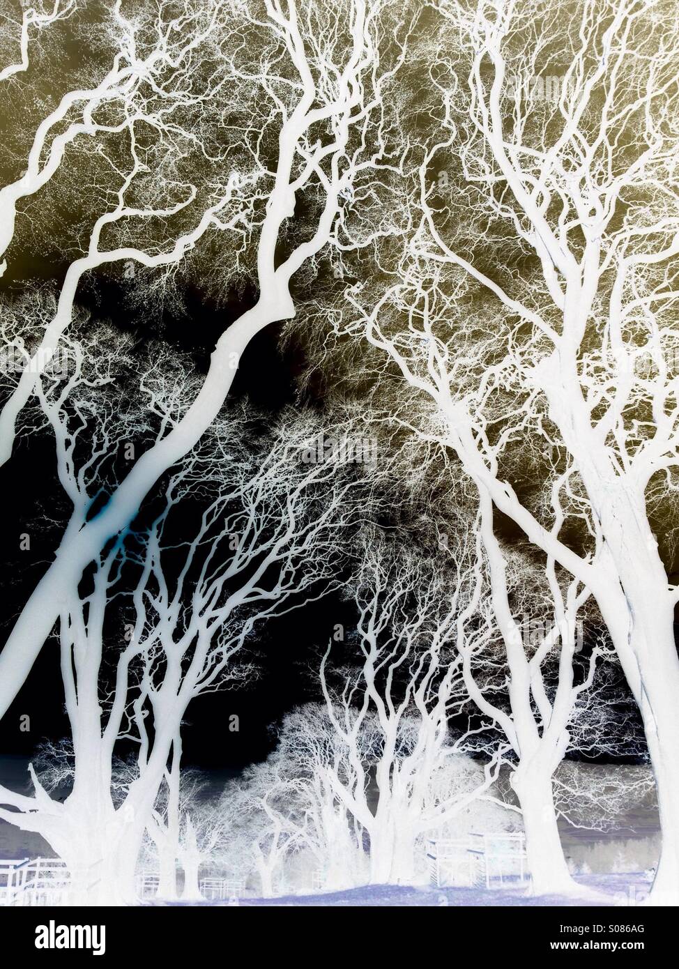 Infrared Beech woods, England, UK - Smartphone Captured Stock Image