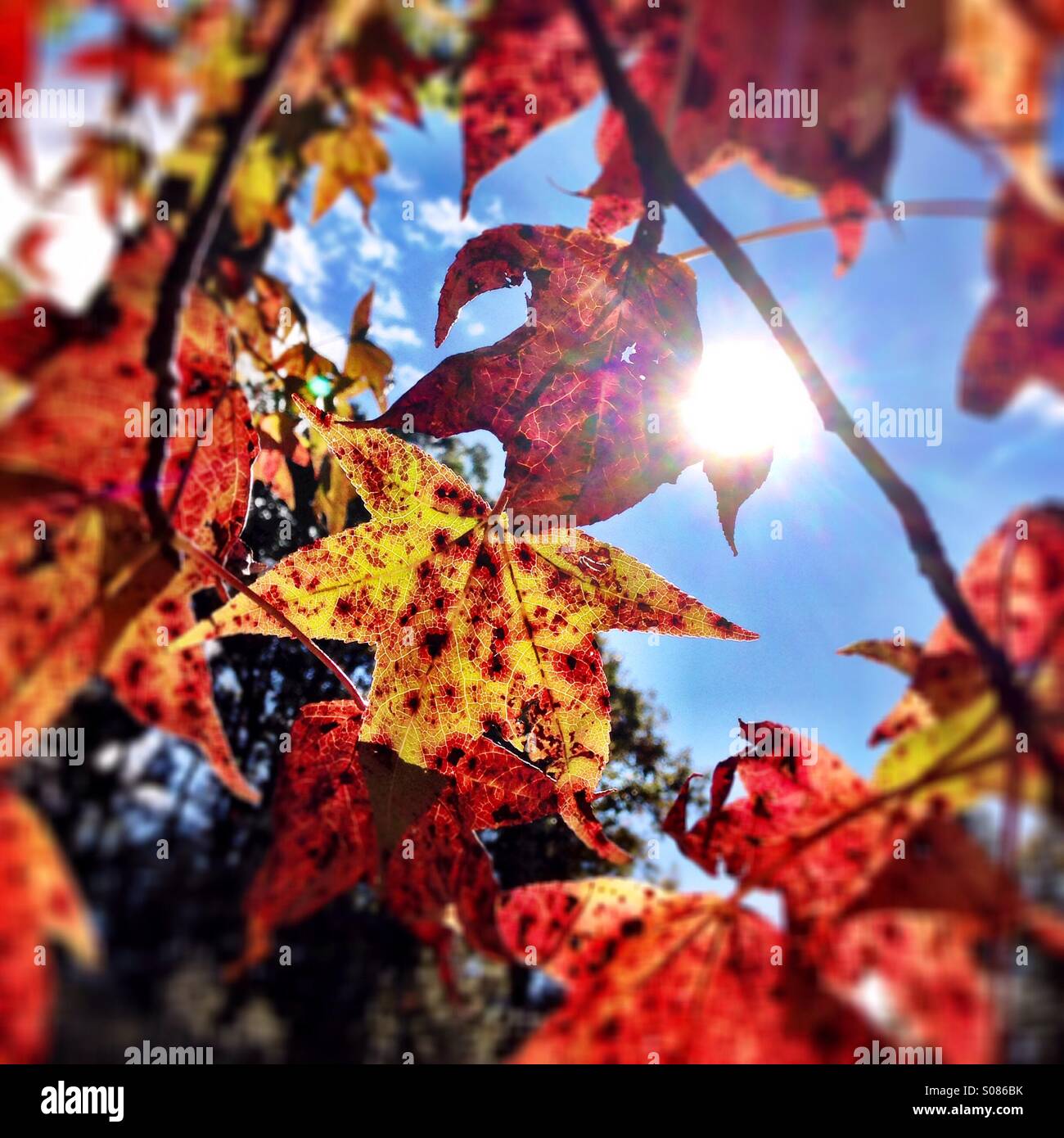 Red fall maple tree leaves on blue sky background Stock Photo - Alamy