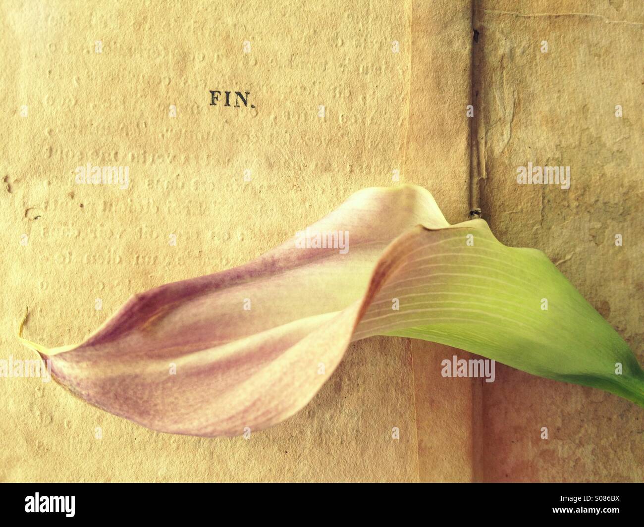 Lily on old book pages with fin word - Smartphone Captured Stock Image