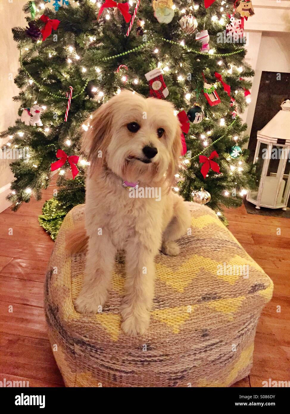 Mix breed small dog sits on a cushion in front of a Christmas  tree. Stock Photo
