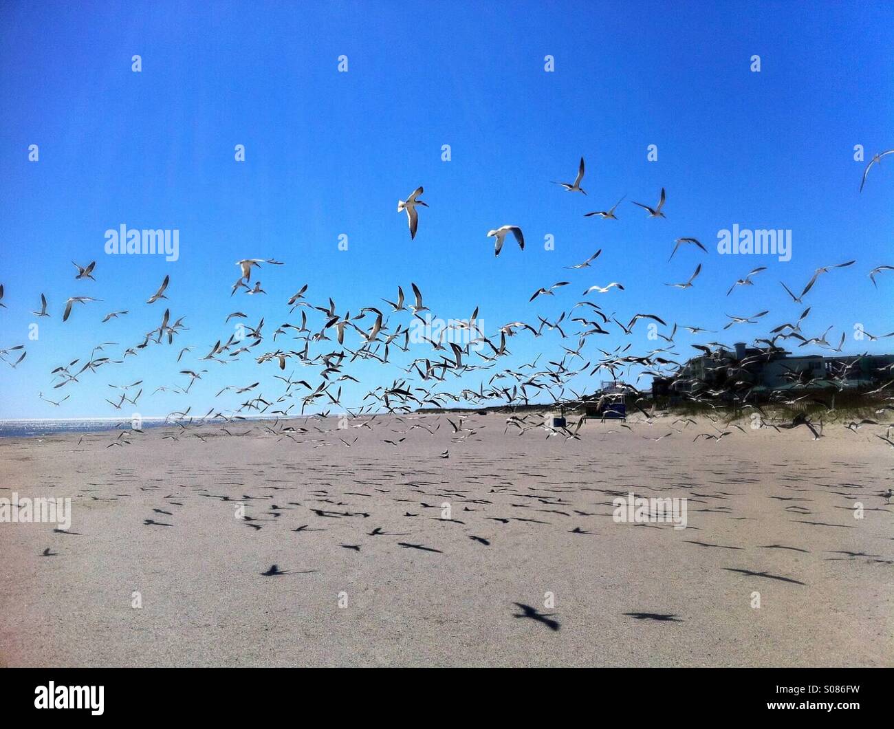 Birds full hi-res stock photography and images - Alamy