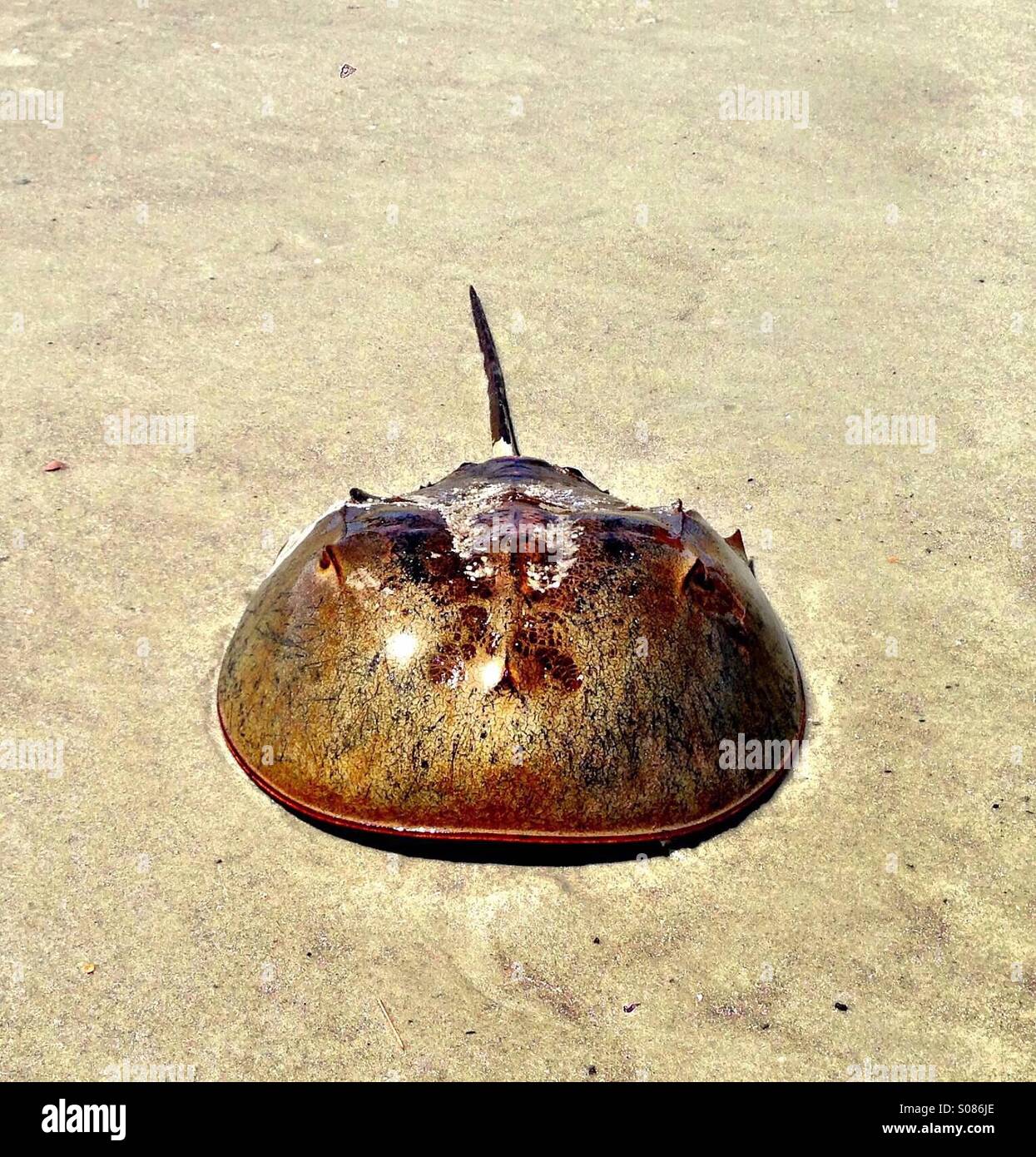 Tail Crab Hi res Stock Photography And Images Alamy tail-crab-hi-res-stock-photography-and-images-alamy