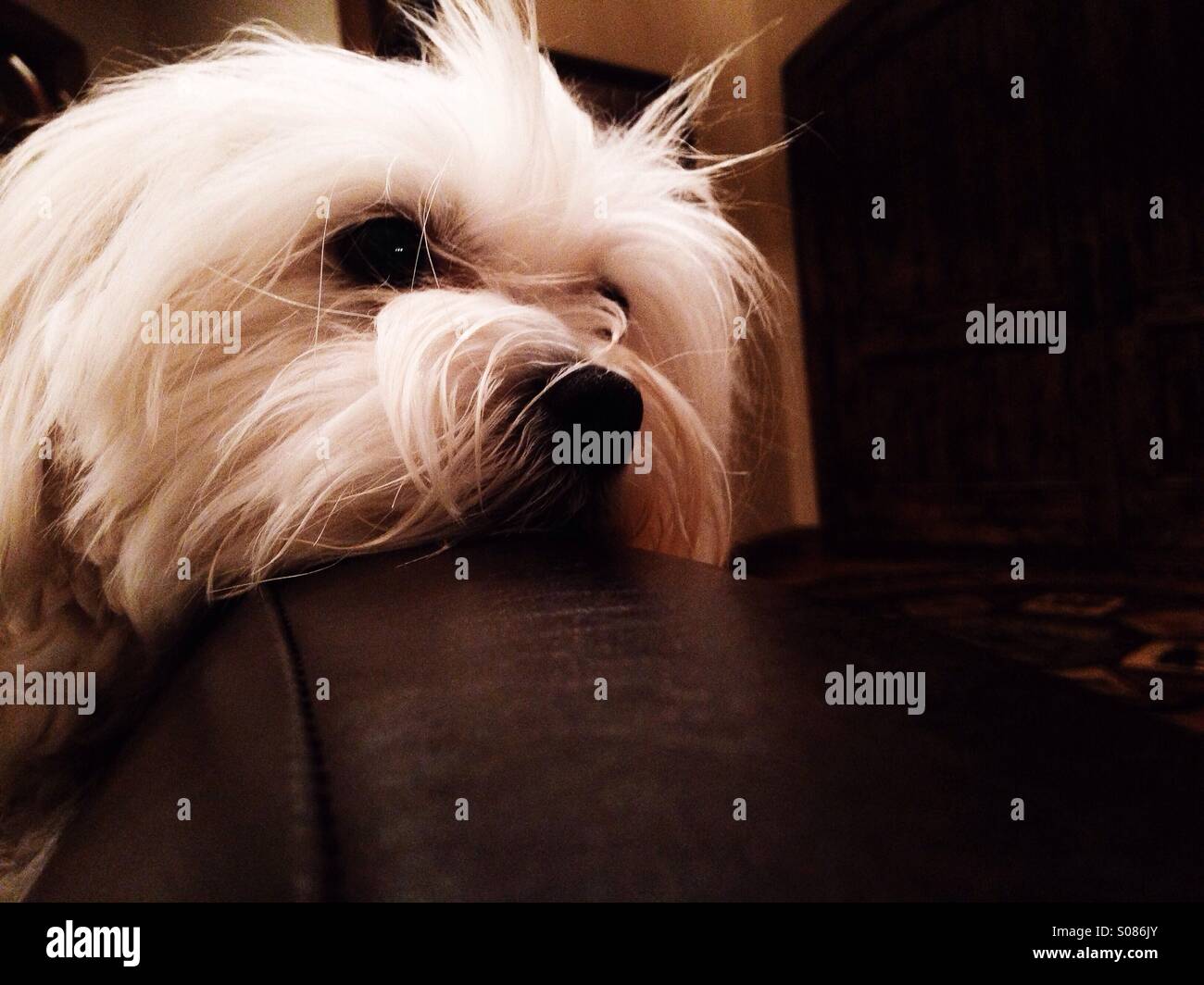 Deep thinker Stock Photo Alamy