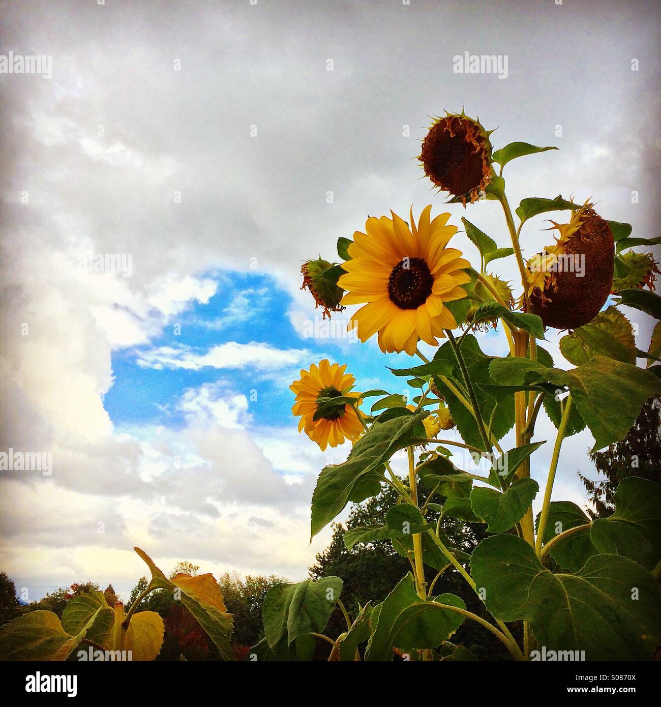 Sunflowers in front of a cloud sky with a patch of blue Stock Photo