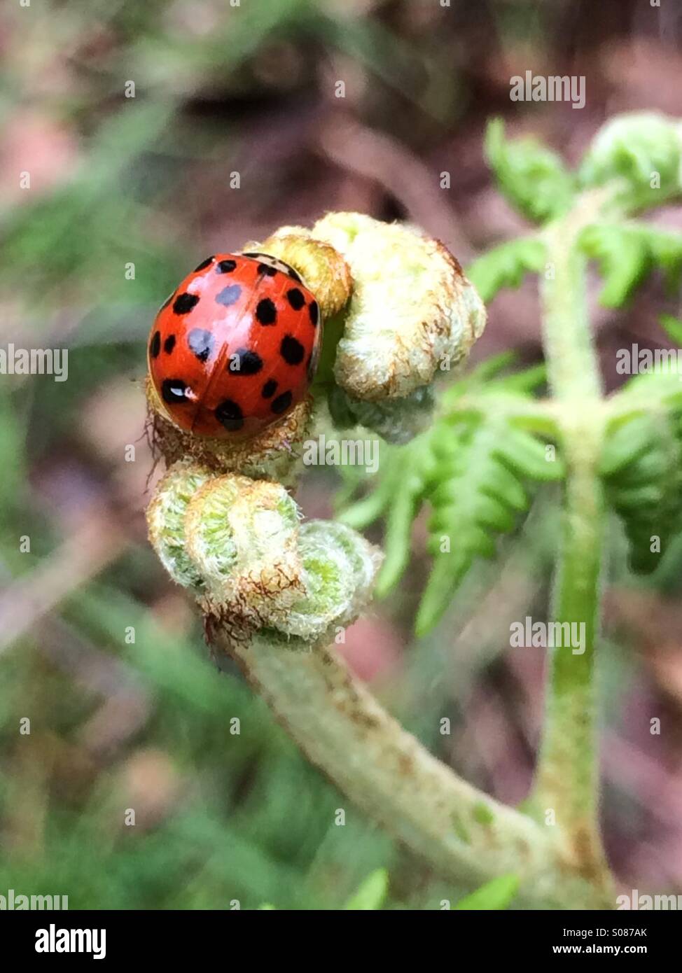 Ladybird on an unfurled fern Stock Photo