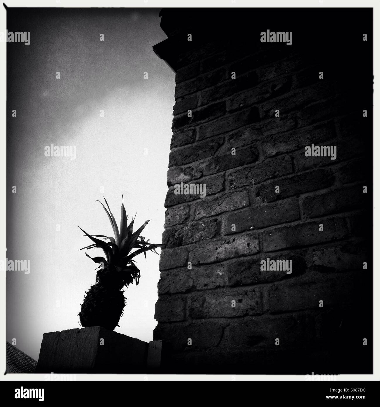Silhouetted image if pine apple on a wall - Smartphone Captured Stock Image