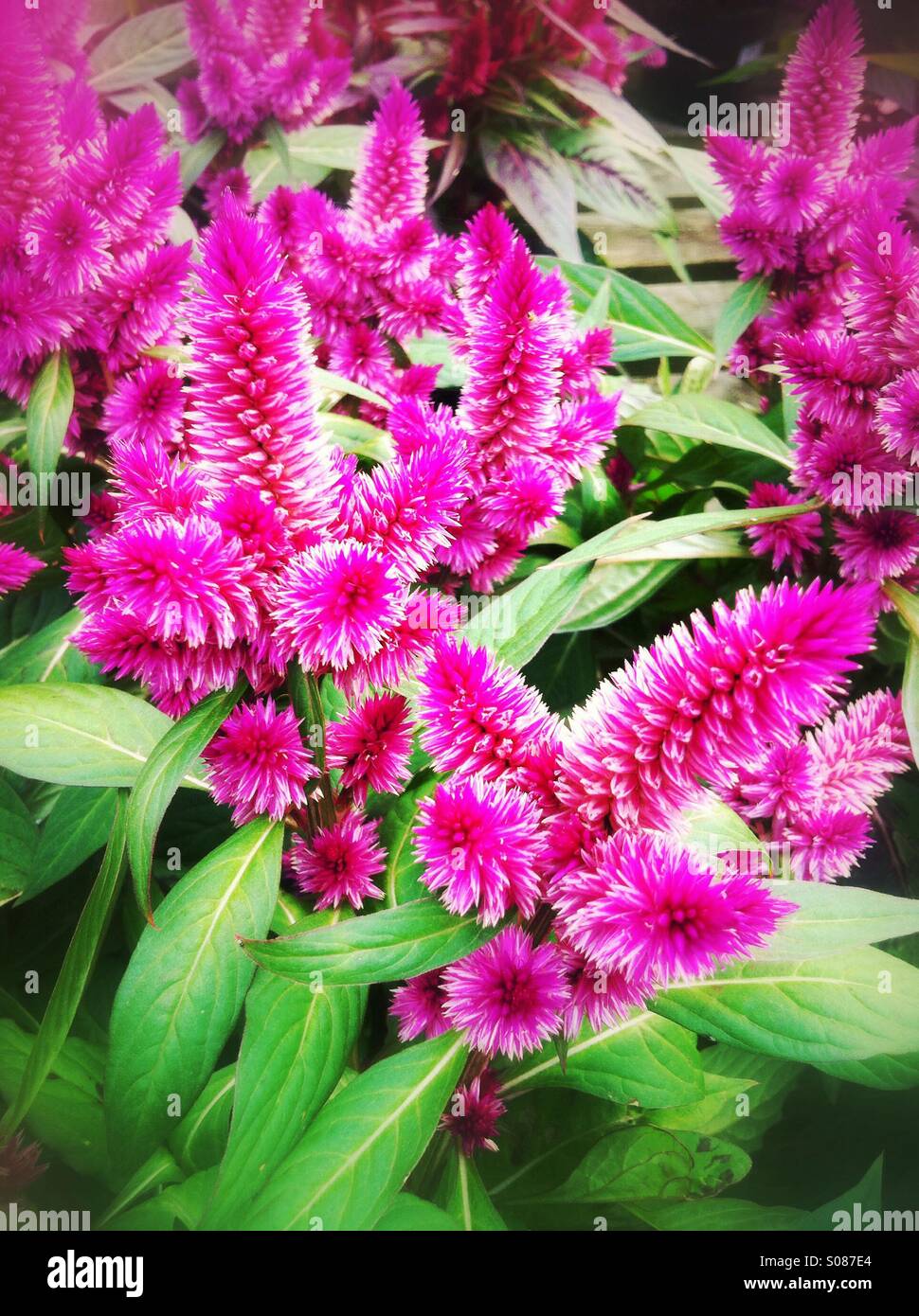 Pink brush flowers Stock Photo